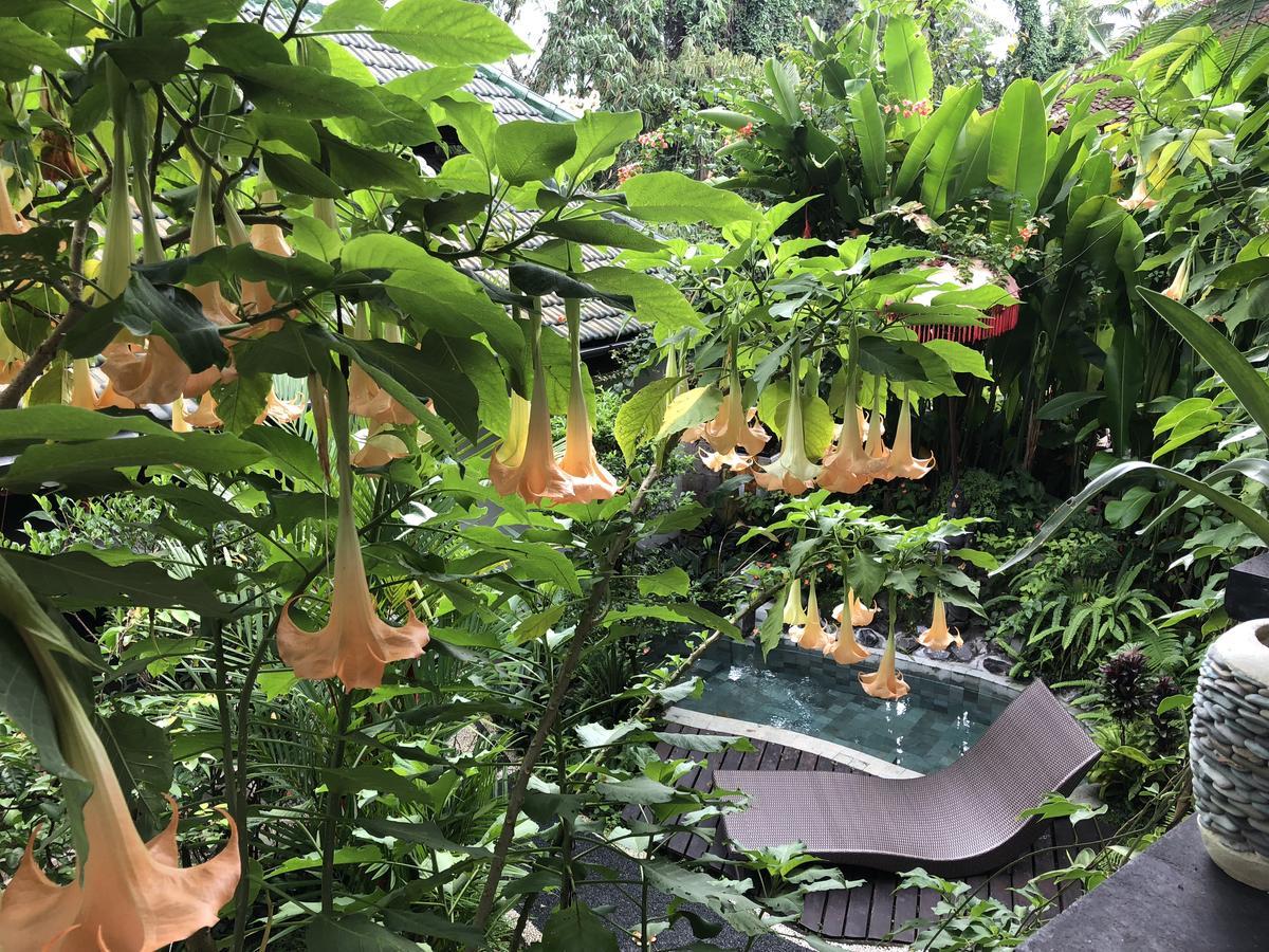 Hotel White Lotus Oasis Ubud Esterno foto